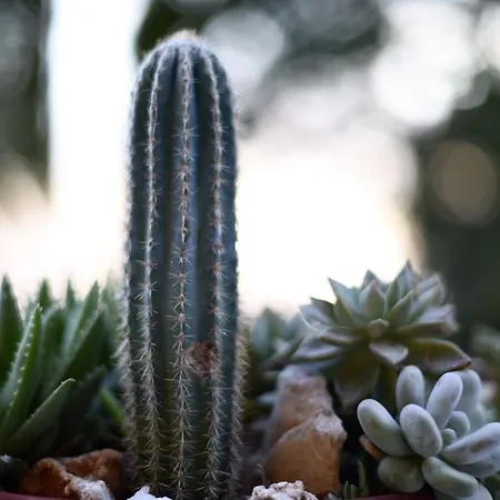 Dei Fiori Bed & Breakfast Praia a Mare