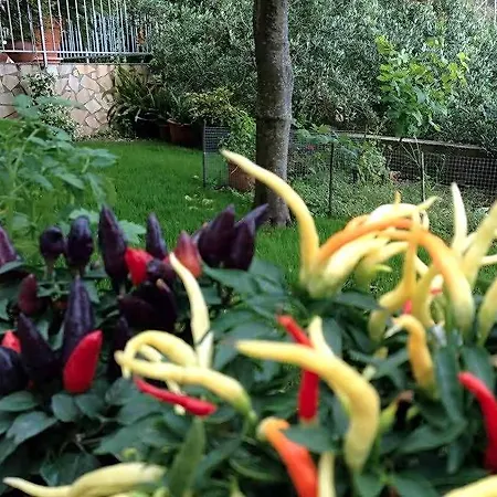 Panzió Dei Fiori