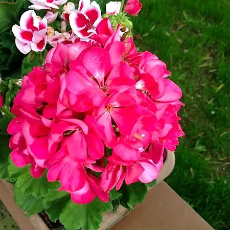 Panzió Dei Fiori Praia a Mare