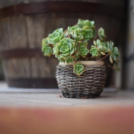 Dei Fiori 4* Praia a Mare